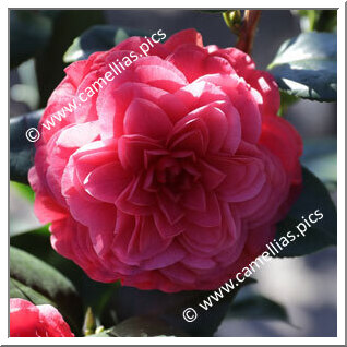 'Nuccio's Bella Rossa'