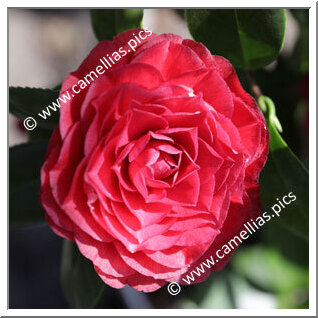 Camellia Japonica 'Nuccio's Bella Rossa'