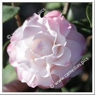 Camellia Japonica 'Nuccio's Pearl'