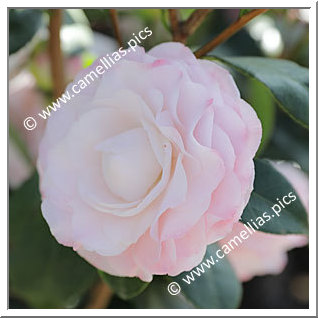Camellia Japonica 'Nuccio's Pearl'