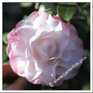 Camellia Japonica 'Nuccio's Pearl'