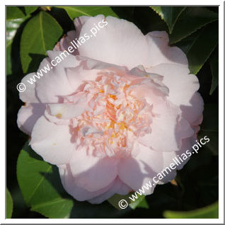 Camellia Japonica 'Nuccio's Pink Lace'