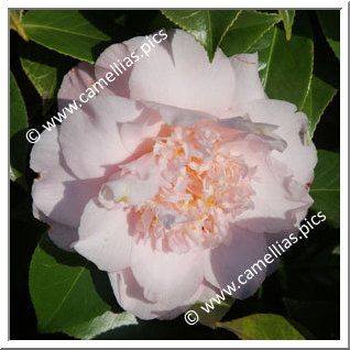 Camellia Japonica 'Nuccio's Pink Lace'