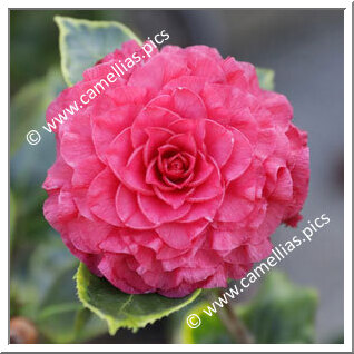 'Nuccio's Bella Rossa Crinkled'