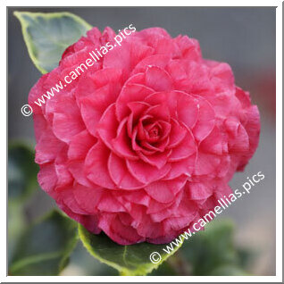 Camellia Japonica 'Nuccio's Bella Rossa Crinkled'