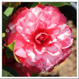 'Nuccio's Bella Rossa Variegated'