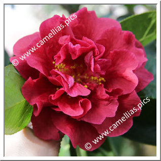 Camellia Reticulata 'Nuccio's Ruby'