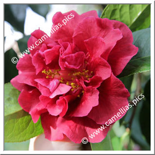 Camellia Reticulata 'Nuccio's Ruby'