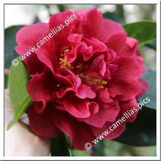 Camellia Reticulata 'Nuccio's Ruby'