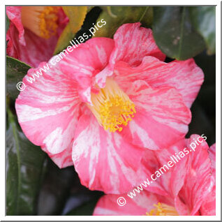 Camellia Japonica 'Nukifude'