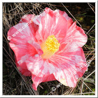 Camellia Japonica 'Nukifude'