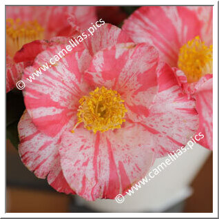 Camellia Japonica 'Nukifude'