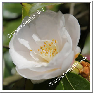 Camellia Hybrid 'Nymph'