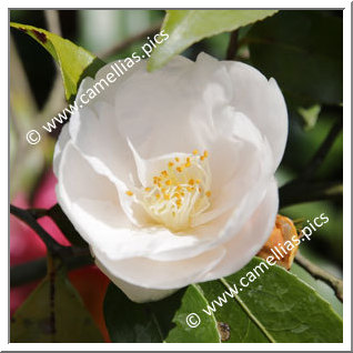 Camellia Hybride 'Nymph'