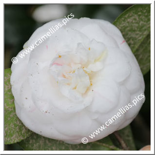 Camellia Japonica 'Nympha de Fiaes'