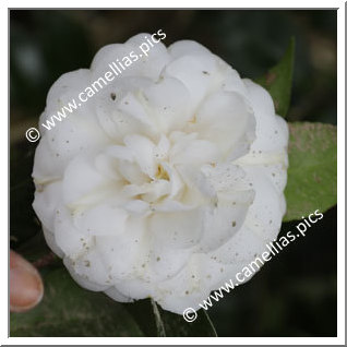 Camellia Japonica 'Nympha de Fiaes'