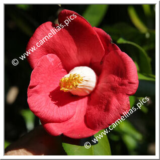 Camellia Japonica 'Ô-kurenai'