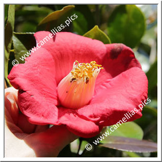 Camellia Japonica 'Ô-kurenai'