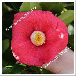 Camellia Japonica 'Ô-kurenai'