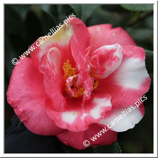 Camellia Japonica 'Ô-niji'