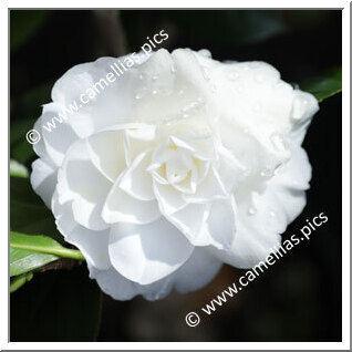 Camellia Japonica 'Ochroleuca'