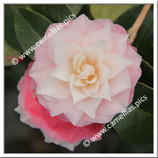 Camellia Japonica 'October Affair'