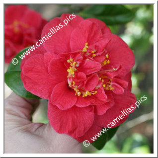 Camellia Japonica 'Odoratissima'