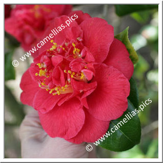 Camellia Japonica 'Odoratissima'