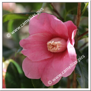 Camellia Wabisuke 'Ogawa-wabisuke'