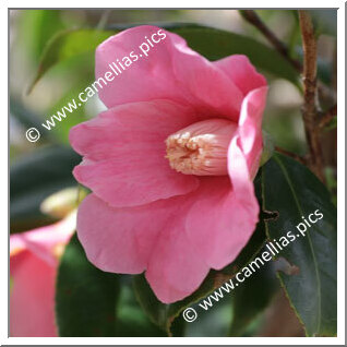 Camellia Wabisuke 'Ogawa-wabisuke'