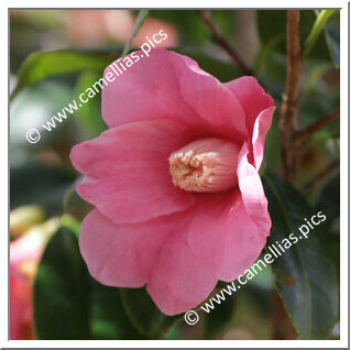 Camellia Wabisuke 'Ogawa-wabisuke'