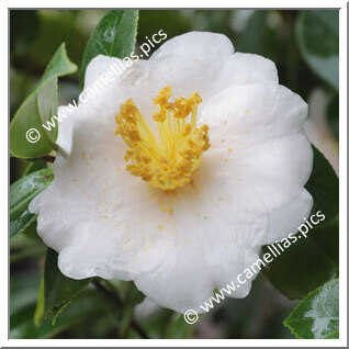 Camellia C. rusticana 'Ogura-no-sato'