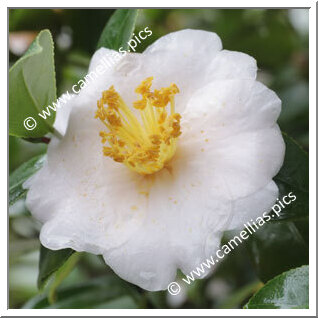 Camellia C. rusticana 'Ogura-no-sato'