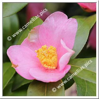 Camellia Japonica 'Ohinasama'