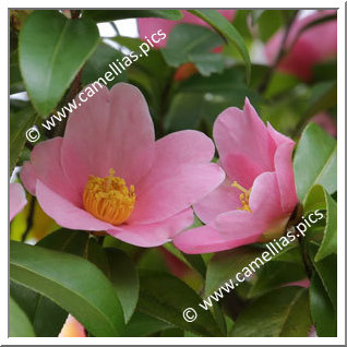 Camellia Japonica 'Ohinasama'