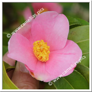 Camellia Japonica 'Ohinasama'