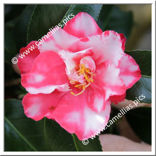 Camellia Japonica 'Oimatsu'