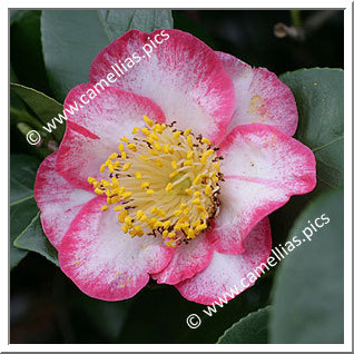 Camellia Higo Camellias 'Ôkan'