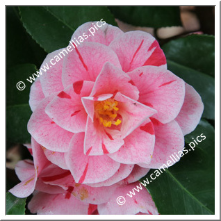 Camellia Japonica 'Oki-no-nami'