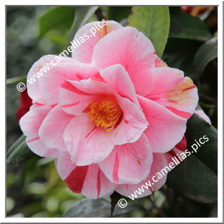 Camellia Japonica 'Oki-no-nami'