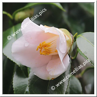 Camellia Japonica 'Okuwabi'