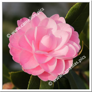 Camellia Hybride 'Ole'