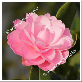 Camellia Hybride 'Ole'