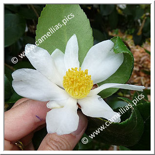 Camellia Species 'C. oleifera'