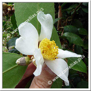 Camellia Species 'C. oleifera'