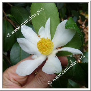 Camellia Botanique C. oleifera