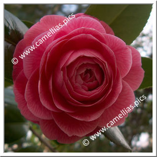 Camellia Japonica 'Duarte de Oliveira'