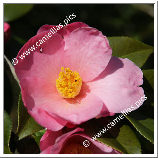 Camellia Sasanqua 'Ômigoromo'