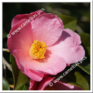 Camellia Sasanqua 'Ômigoromo'