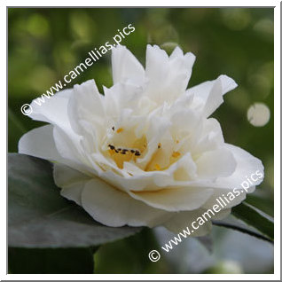 Camellia Japonica 'Onetia Holland'